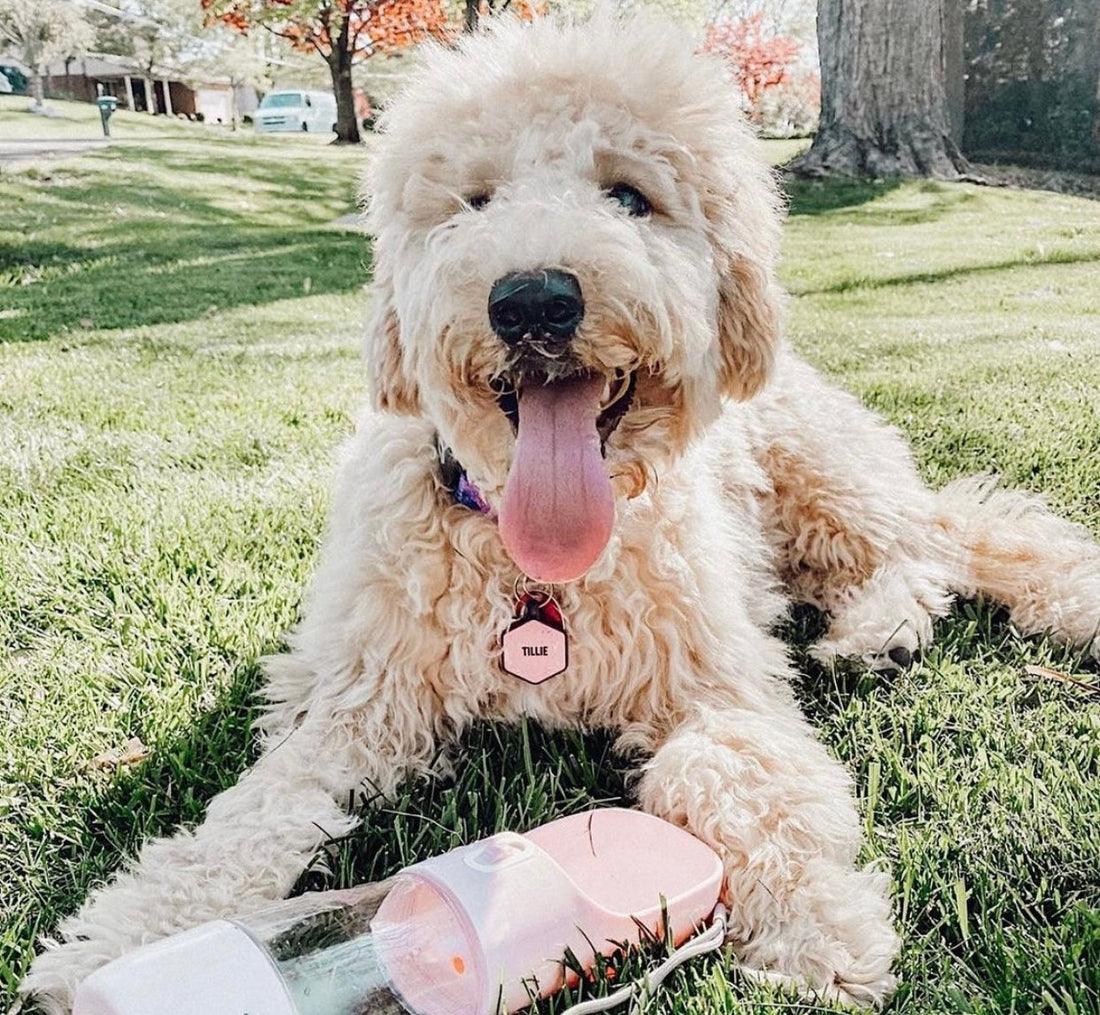 2 IN 1 PORTABLE PET FEEDER - PINK